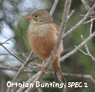 birding trip europe ortolan bunting photo